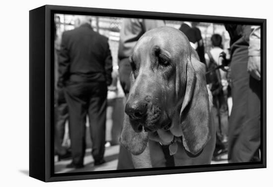 Bloodhound in NYPD K9 Unit-null-Framed Stretched Canvas