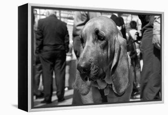 Bloodhound in NYPD K9 Unit-null-Framed Stretched Canvas