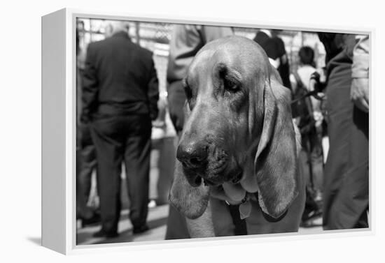 Bloodhound in NYPD K9 Unit-null-Framed Stretched Canvas