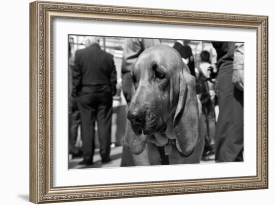 Bloodhound in NYPD K9 Unit-null-Framed Photo