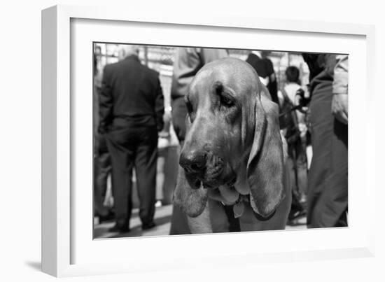 Bloodhound in NYPD K9 Unit-null-Framed Photo