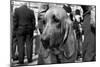 Bloodhound in NYPD K9 Unit-null-Mounted Photo