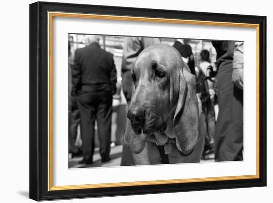 Bloodhound in NYPD K9 Unit-null-Framed Photo