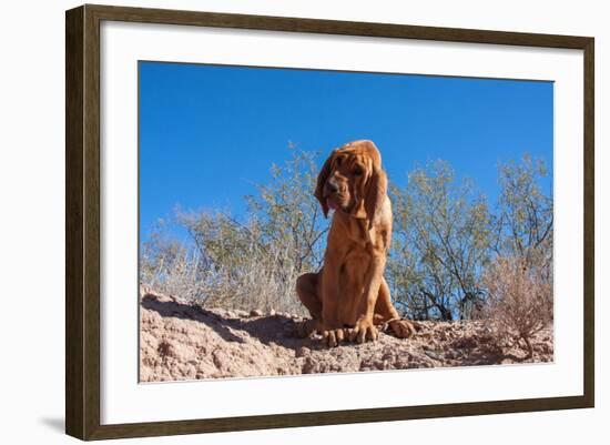 Bloodhound in the Sonoran Desert-Zandria Muench Beraldo-Framed Photographic Print