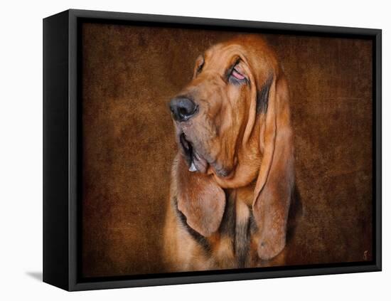 Bloodhound Portrait-Jai Johnson-Framed Premier Image Canvas