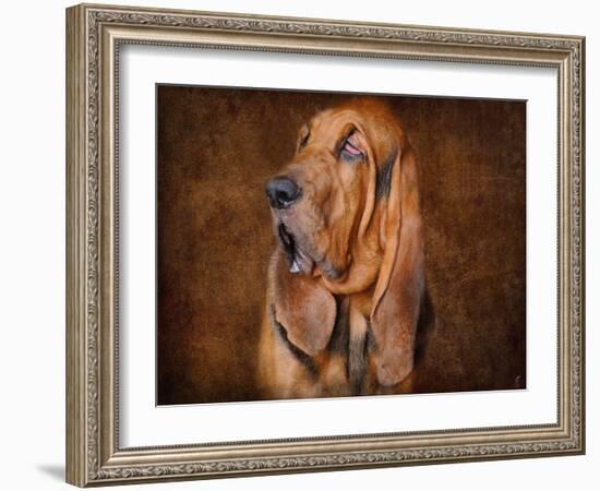 Bloodhound Portrait-Jai Johnson-Framed Giclee Print