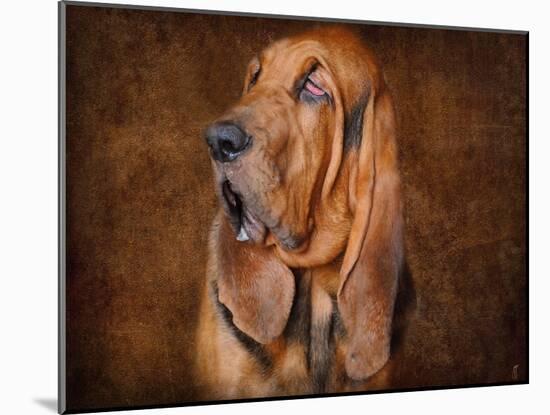 Bloodhound Portrait-Jai Johnson-Mounted Giclee Print