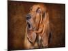 Bloodhound Portrait-Jai Johnson-Mounted Giclee Print