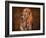 Bloodhound Portrait-Jai Johnson-Framed Giclee Print