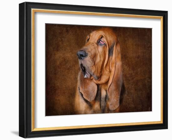 Bloodhound Portrait-Jai Johnson-Framed Giclee Print