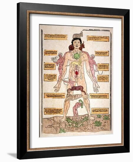 Bloodletting Chart, 1493-Johannes De Ketham-Framed Giclee Print