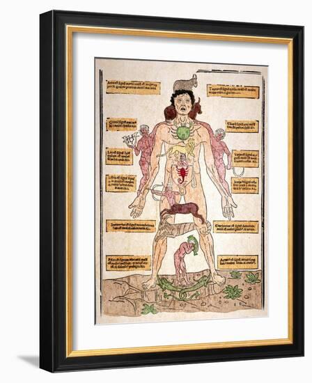 Bloodletting Chart, 1493-Johannes De Ketham-Framed Giclee Print