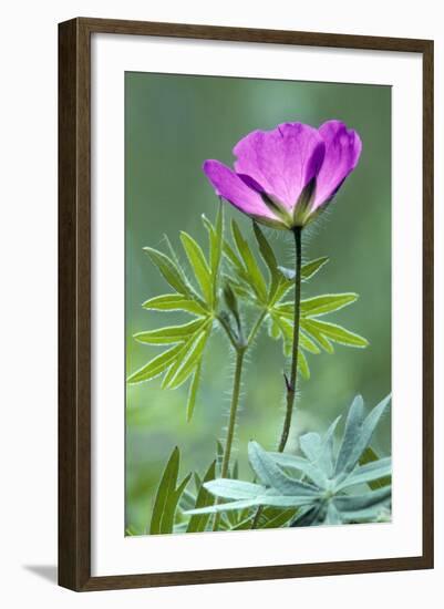 Bloody Crane's-Bill-null-Framed Photographic Print