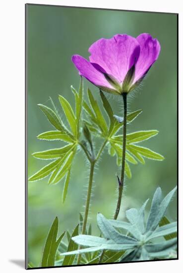 Bloody Crane's-Bill-null-Mounted Photographic Print