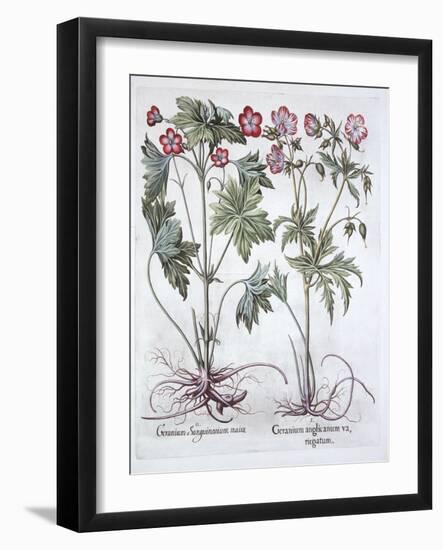 Bloody Cranesbill and Bigroot Cranesbill, from 'Hortus Eystettensis', by Basil Besler (1561-1629),-German School-Framed Giclee Print