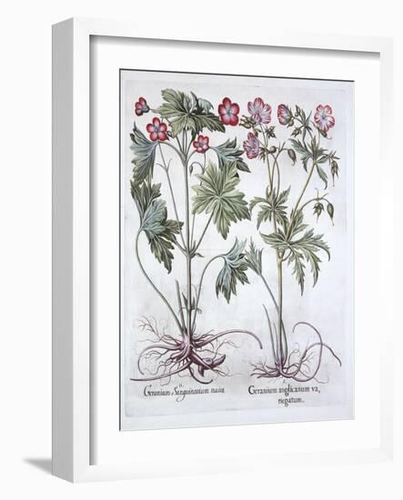 Bloody Cranesbill and Bigroot Cranesbill, from 'Hortus Eystettensis', by Basil Besler (1561-1629),-German School-Framed Giclee Print