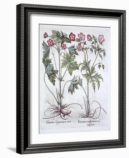 Bloody Cranesbill and Bigroot Cranesbill, from 'Hortus Eystettensis', by Basil Besler (1561-1629),-German School-Framed Giclee Print