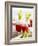 Bloody Mary with Celery-Barbara Lutterbeck-Framed Photographic Print