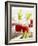 Bloody Mary with Celery-Barbara Lutterbeck-Framed Photographic Print