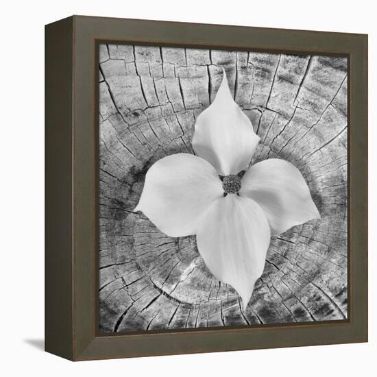 Bloom I-Kathy Mahan-Framed Premier Image Canvas