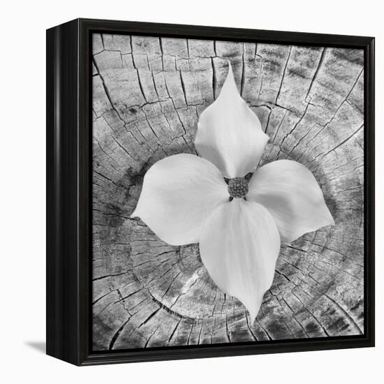 Bloom I-Kathy Mahan-Framed Premier Image Canvas