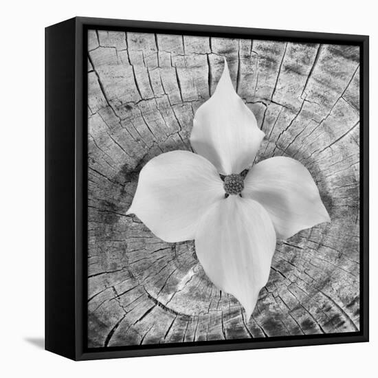 Bloom I-Kathy Mahan-Framed Premier Image Canvas