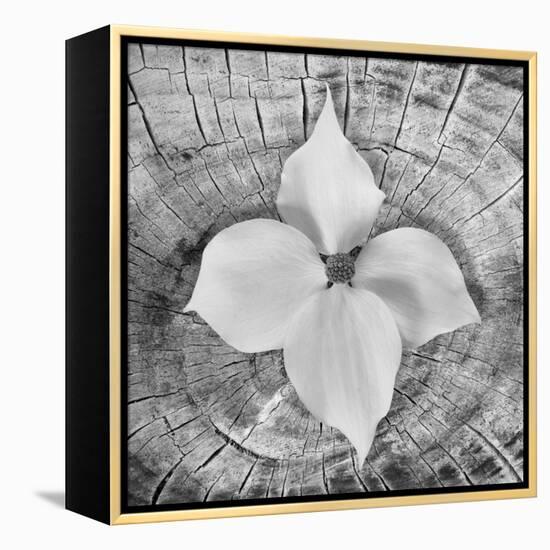 Bloom I-Kathy Mahan-Framed Premier Image Canvas