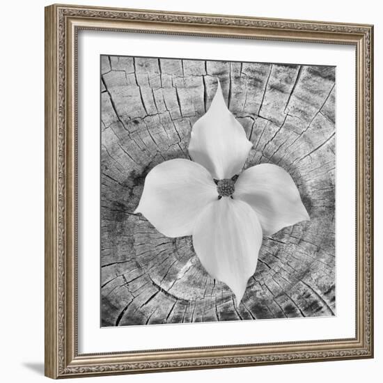 Bloom I-Kathy Mahan-Framed Photographic Print