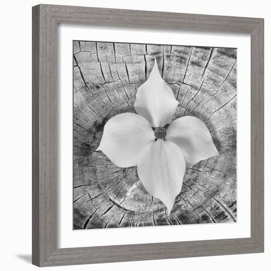 Bloom I-Kathy Mahan-Framed Photographic Print