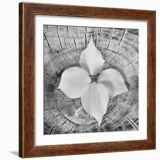 Bloom I-Kathy Mahan-Framed Photographic Print