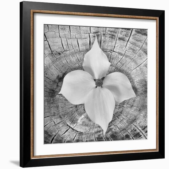 Bloom I-Kathy Mahan-Framed Photographic Print