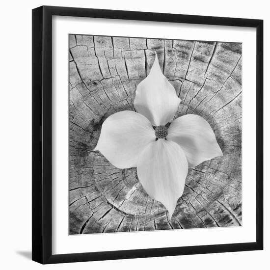 Bloom I-Kathy Mahan-Framed Photographic Print