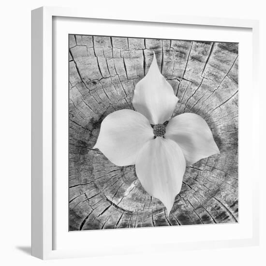 Bloom I-Kathy Mahan-Framed Photographic Print