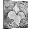 Bloom I-Kathy Mahan-Mounted Photographic Print