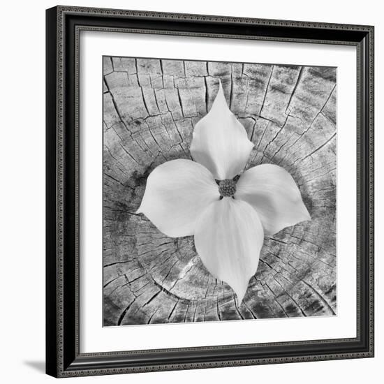 Bloom I-Kathy Mahan-Framed Photographic Print