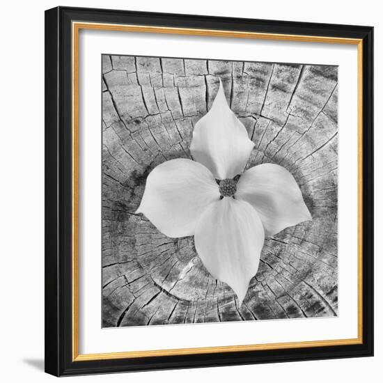 Bloom I-Kathy Mahan-Framed Photographic Print