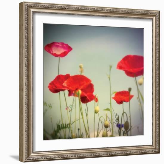 Bloom I-Amy Melious-Framed Art Print