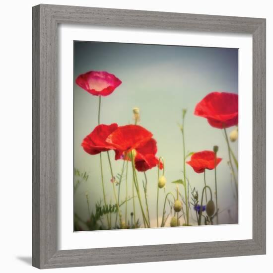 Bloom I-Amy Melious-Framed Art Print