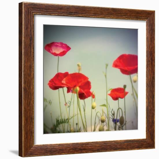 Bloom I-Amy Melious-Framed Art Print