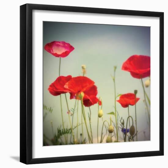 Bloom I-Amy Melious-Framed Art Print