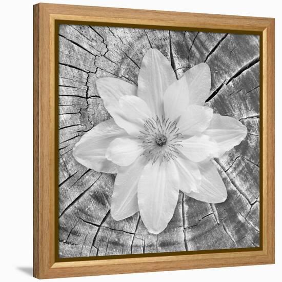 Bloom II-Kathy Mahan-Framed Premier Image Canvas