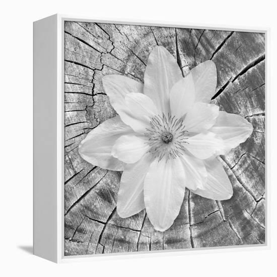 Bloom II-Kathy Mahan-Framed Premier Image Canvas