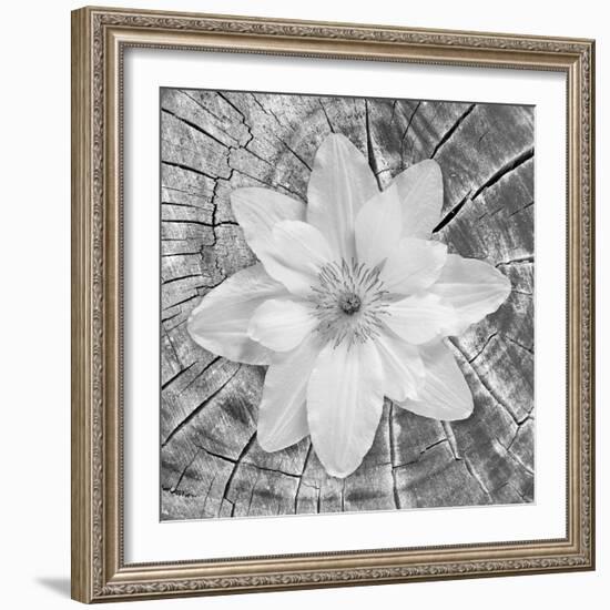 Bloom II-Kathy Mahan-Framed Photographic Print