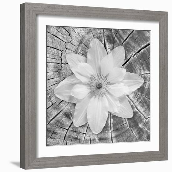 Bloom II-Kathy Mahan-Framed Photographic Print