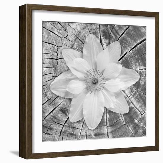 Bloom II-Kathy Mahan-Framed Photographic Print