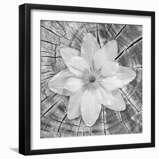 Bloom II-Kathy Mahan-Framed Photographic Print