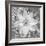 Bloom II-Kathy Mahan-Framed Photographic Print