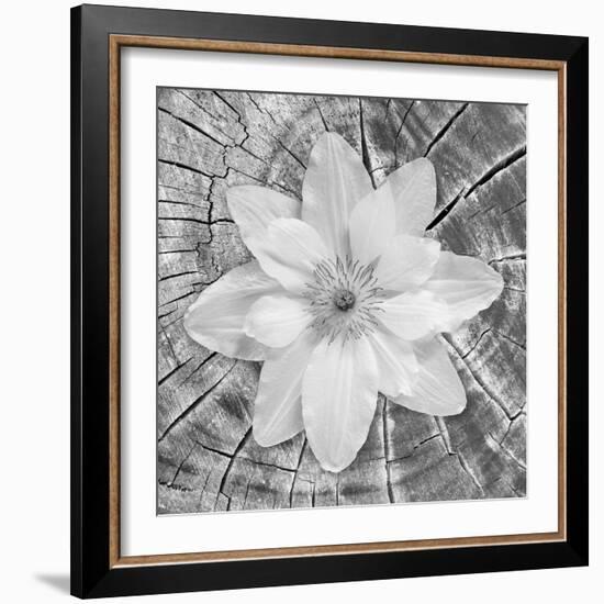 Bloom II-Kathy Mahan-Framed Photographic Print