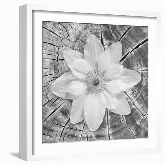 Bloom II-Kathy Mahan-Framed Photographic Print