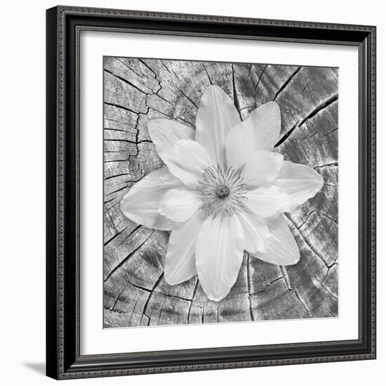 Bloom II-Kathy Mahan-Framed Photographic Print